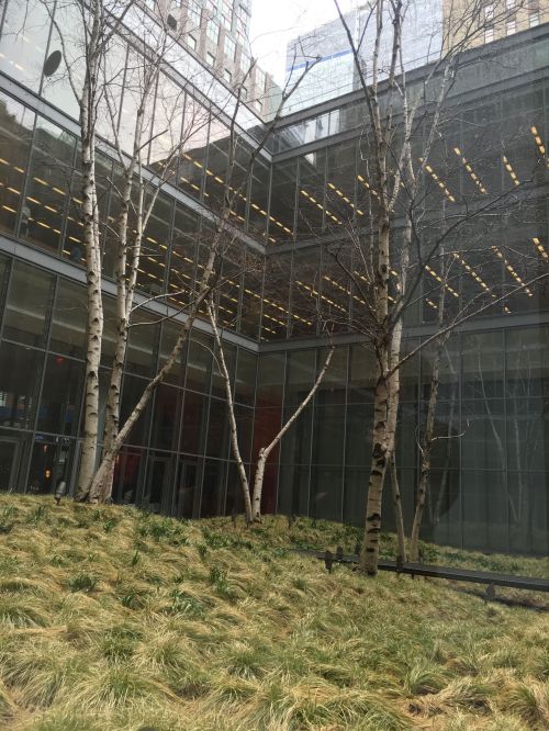 Birch trees and grass grow within the TImes complex.